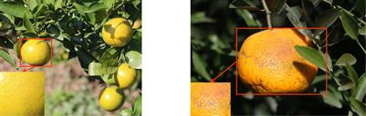 Real-time citrus variety detection in orchards based on complex scenarios of improved YOLOv7